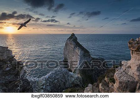 "Coast with chalk cliffs and a seagull in flight, Etretat, Normandy, France, Europe" View Large Photo Image Stock Photo - "Coast with chalk cliffs and a seagull in flight, Etretat, Normandy, France, Europe". Fotosearch