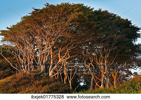 "Coastal forest, West Beach, Darss, Western Pomerania Lagoon Area National Park, Mecklenburg-Western Pomerania, Germany, Europe" View Large Photo Image Stock Photo - "Coastal forest, West Beach, Darss, Western Pomerania Lagoon Area National Park, Mecklenburg-Western Pomerania, Germany, Europe". Fotosearch
