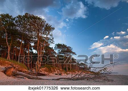 "Coastal forest, West Beach, Darss, Western Pomerania Lagoon Area National Park, Mecklenburg-Western Pomerania, Germany, Europe" View Large Photo Image Stock Photograph - "Coastal forest, West Beach, Darss, Western Pomerania Lagoon Area National Park, Mecklenburg-Western Pomerania, Germany, Europe". Fotosearch