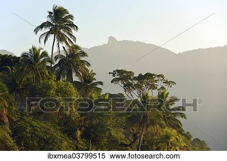 "Coastal rainforest of Brazil's Costa Verde with Mt Pico do Papagaio, Ilha Grande, State of Rio de Janeiro, Brazil, South America" View Large Photo Image Stock Photography - "Coastal rainforest of Brazil's Costa Verde with Mt Pico do Papagaio, Ilha Grande, State of Rio de Janeiro, Brazil, South America". Fotosearch