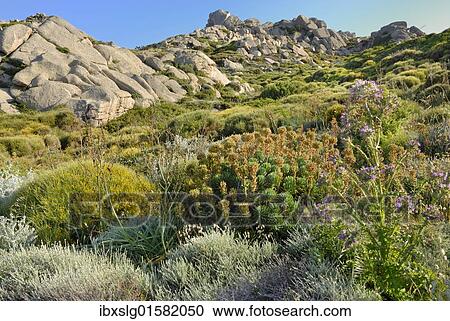 "Coastal vegetation of Spurge (Euphorbia), Broom (Chamaecytisus), White asphodel (Asphodelus albus), grass and ragwort (Senecio), Capo Testa, Sardinia, Italy, Europe" View Large Photo Image Stock Image - "Coastal vegetation of Spurge (Euphorbia), Broom (Chamaecytisus), White asphodel (Asphodelus albus), grass and ragwort (Senecio), Capo Testa, Sardinia, Italy, Europe". Fotosearch