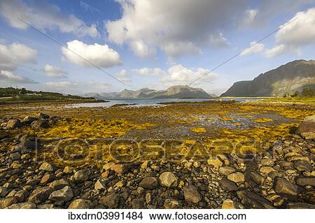 "Coastline of Austvagoy or Austvagoya Island, Lofoten, Nordland, Norway, Europe" View Large Photo Image Picture - "Coastline of Austvagoy or Austvagoya Island, Lofoten, Nordland, Norway, Europe". Fotosearch