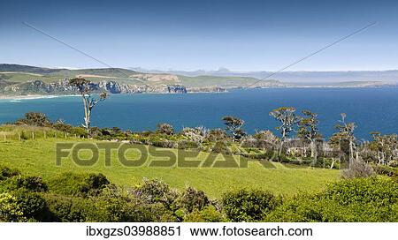 Stock Image - "Coastline with pasture land and Kanuka trees (Kunzea ericoides), Catlins, South Island, New Zealand, Oceania". Fotosearch