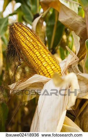Cob of corn in a field View Large Photo Image Stock Photograph - Cob of corn in a field. Fotosearch