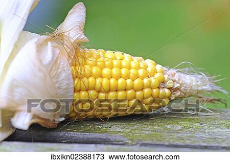 Cob of Corn (Zea mays) View Large Photo Image Stock Image - Cob of Corn (Zea mays). Fotosearch