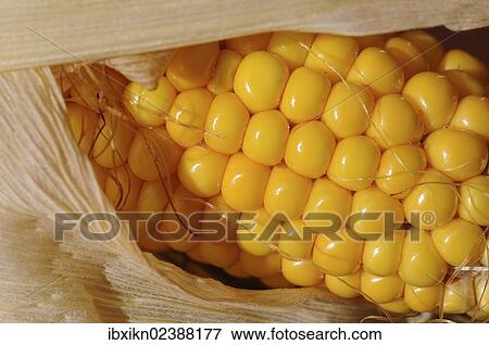 Stock Photo - Cob of Corn (Zea mays). Fotosearch