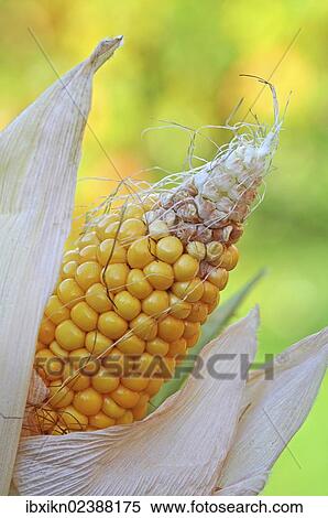 Cob of Corn (Zea mays) View Large Photo Image Stock Photography - Cob of Corn (Zea mays). Fotosearch