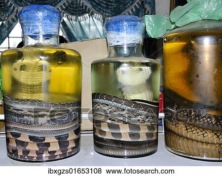 "Cobras in alcohol, energy drink, health drink, Vietnam, Asia" View Large Photo Image Stock Photo - "Cobras in alcohol, energy drink, health drink, Vietnam, Asia". Fotosearch