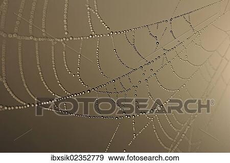Cobweb decorated with dew View Large Photo Image Stock Photo - Cobweb decorated with dew. Fotosearch