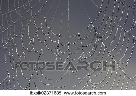 "Cobweb, dew, dewdrops" View Large Photo Image Stock Photography - "Cobweb, dew, dewdrops". Fotosearch