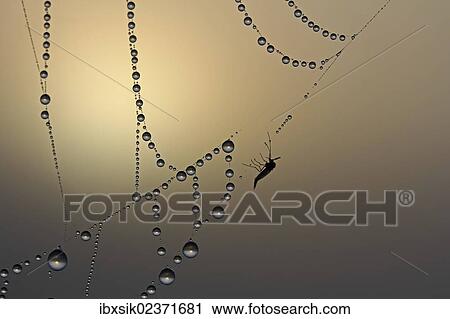 "Cobweb, fog, dew, dewdrops, dead insect" View Large Photo Image Stock Image - "Cobweb, fog, dew, dewdrops, dead insect". Fotosearch