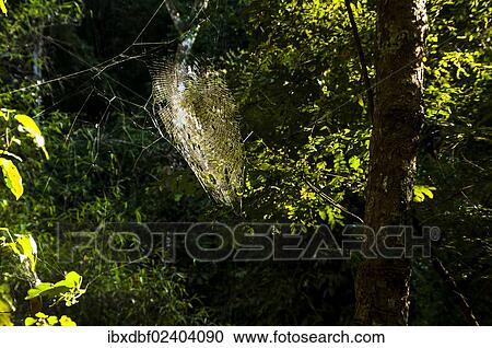 "Cobweb in a forest against the light, Northern Thailand, Thailand, Asia" View Large Photo Image Stock Image - "Cobweb in a forest against the light, Northern Thailand, Thailand, Asia". Fotosearch