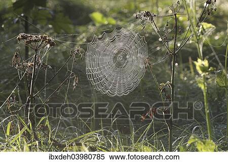 "Cobweb of an Orb Weaver (Araneus sp. ) covered in morning dew, Allgau, Bavaria, Germany, Europe" View Large Photo Image Stock Photography - "Cobweb of an Orb Weaver (Araneus sp. ) covered in morning dew, Allgau, Bavaria, Germany, Europe". Fotosearch