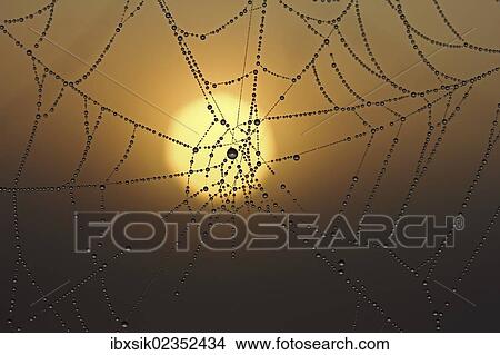Cobweb with dew at sunrise View Large Photo Image Picture - Cobweb with dew at sunrise. Fotosearch