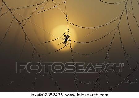 Cobweb with dew at sunrise View Large Photo Image Stock Photography - Cobweb with dew at sunrise. Fotosearch