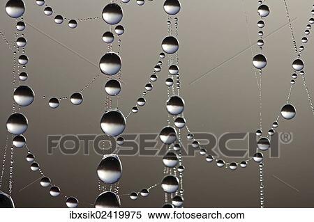 "Cobweb with dew drops, macro shot" View Large Photo Image Stock Photography - "Cobweb with dew drops, macro shot". Fotosearch