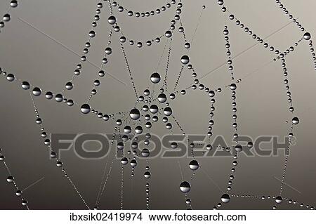 Cobweb with dew drops View Large Photo Image Picture - Cobweb with dew drops. Fotosearch