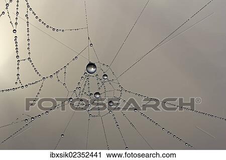 Cobweb with dew View Large Photo Image Stock Image - Cobweb with dew. Fotosearch