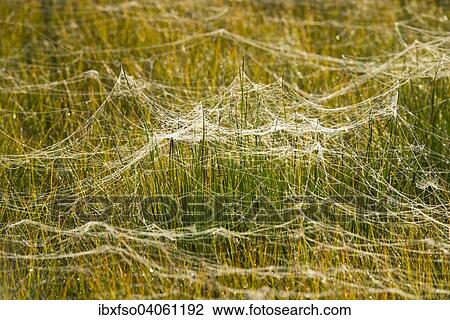 Stock Image - "Cobwebs on a meadow, marsh area, Lower Saxony, Germany, Europe". Fotosearch