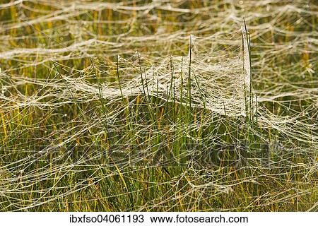 "Cobwebs on a meadow, marsh area, Lower Saxony, Germany, Europe" View Large Photo Image Stock Image - "Cobwebs on a meadow, marsh area, Lower Saxony, Germany, Europe". Fotosearch