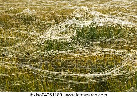 Stock Photo - "Cobwebs on a meadow, marsh area, Lower Saxony, Germany, Europe". Fotosearch