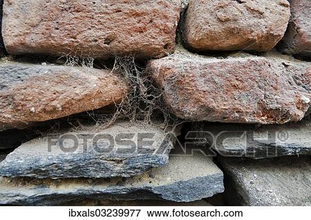 Cobwebs on a stone wall View Large Photo Image Stock Photo - Cobwebs on a stone wall. Fotosearch
