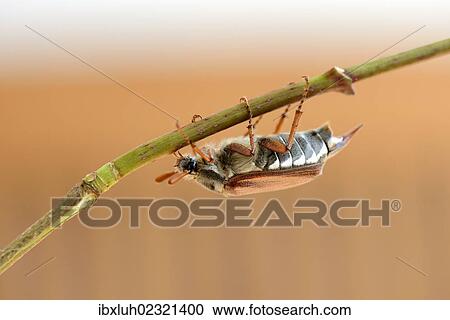 Cockcafer (Melolontha melolontha) View Large Photo Image Stock Image - Cockcafer (Melolontha melolontha). Fotosearch