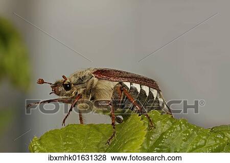 "Cockchafer, May bug (Melolontha)" View Large Photo Image Stock Photo - "Cockchafer, May bug (Melolontha)". Fotosearch