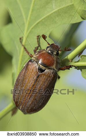 "Cockchafer (Melolontha melolontha) on a leaf, Diersfordter Forest, North Rhine-Westphalia, Germany, Europe" View Large Photo Image Stock Image - "Cockchafer (Melolontha melolontha) on a leaf, Diersfordter Forest, North Rhine-Westphalia, Germany, Europe". Fotosearch