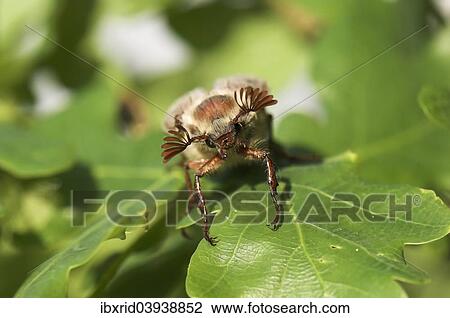 "Cockchafer (Melolontha melolontha) on a leaf, Diersfordter Forest, North Rhine-Westphalia, Germany, Europe" View Large Photo Image Stock Image - "Cockchafer (Melolontha melolontha) on a leaf, Diersfordter Forest, North Rhine-Westphalia, Germany, Europe". Fotosearch