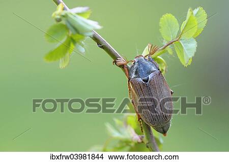 "Cockchafer (Melolontha melolontha), Weinviertel, Lower Austria, Austria, Europe" View Large Photo Image Picture - "Cockchafer (Melolontha melolontha), Weinviertel, Lower Austria, Austria, Europe". Fotosearch