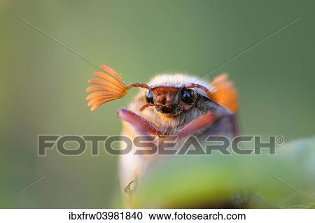 "Cockchafer (Melolontha melolontha), Weinviertel, Lower Austria, Austria, Europe" View Large Photo Image Stock Image - "Cockchafer (Melolontha melolontha), Weinviertel, Lower Austria, Austria, Europe". Fotosearch