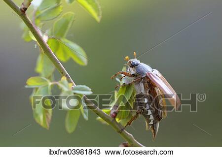 "Cockchafer (Melolontha melolontha), about to take off, Weinviertel, Lower Austria, Austria, Europe" View Large Photo Image Stock Image - "Cockchafer (Melolontha melolontha), about to take off, Weinviertel, Lower Austria, Austria, Europe". Fotosearch