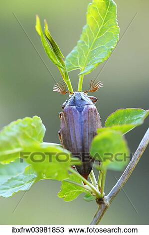 "Cockchafer (Melolontha melolontha), Weinviertel, Lower Austria, Austria, Europe" View Large Photo Image Stock Image - "Cockchafer (Melolontha melolontha), Weinviertel, Lower Austria, Austria, Europe". Fotosearch
