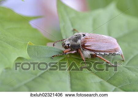Cockchafer (Melolontha melolontha) View Large Photo Image Stock Photograph - Cockchafer (Melolontha melolontha). Fotosearch