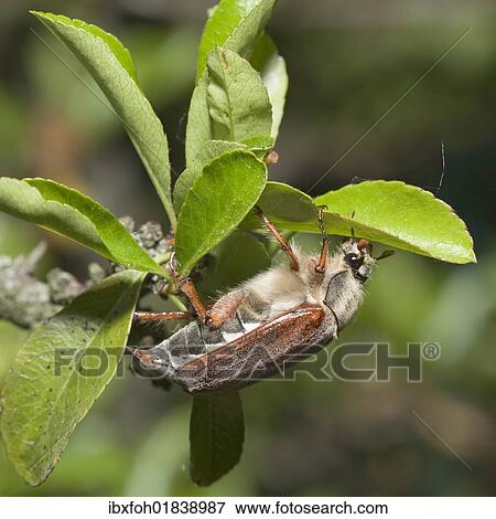 Stock Photo - "Cockchafer or May Beetle (Melolontha melolontha), female, Germany, Europe". Fotosearch