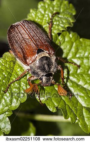 Cockchafer or May Bug (Melolontha melolontha) on a mint leaf View Large Photo Image Stock Photo - Cockchafer or May Bug (Melolontha melolontha) on a mint leaf. Fotosearch