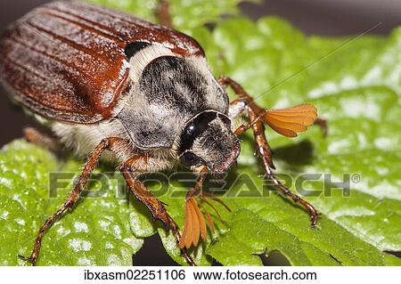 Cockchafer or May Bug (Melolontha melolontha) on a mint leaf View Large Photo Image Stock Photograph - Cockchafer or May Bug (Melolontha melolontha) on a mint leaf. Fotosearch