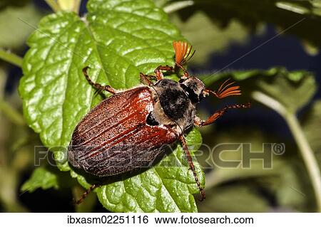 Cockchafer or May Bug (Melolontha melolontha) on a mint leaf View Large Photo Image Stock Photograph - Cockchafer or May Bug (Melolontha melolontha) on a mint leaf. Fotosearch