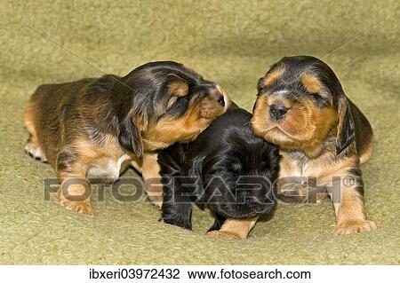 Stock Image - "Cocker Spaniels, dog breed, puppies". Fotosearch