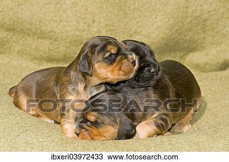 "Cocker Spaniels, dog breed, puppies" View Large Photo Image Stock Image - "Cocker Spaniels, dog breed, puppies". Fotosearch