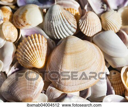 Cockle shells (Cerastoderma edule) View Large Photo Image Stock Image - Cockle shells (Cerastoderma edule). Fotosearch