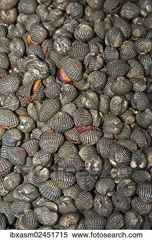 "Cockles (Cardiidae), Chiang Mai, Northern Thailand, Thailand, Asia" View Large Photo Image Stock Photography - "Cockles (Cardiidae), Chiang Mai, Northern Thailand, Thailand, Asia". Fotosearch