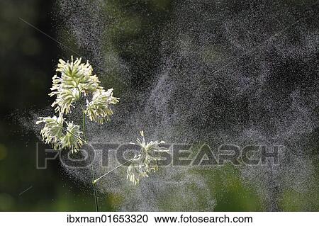 "Cocks Foot or Orchard Grass (Dactylis glomerata) with flying pollen, Germany, Europe" View Large Photo Image Stock Image - "Cocks Foot or Orchard Grass (Dactylis glomerata) with flying pollen, Germany, Europe". Fotosearch