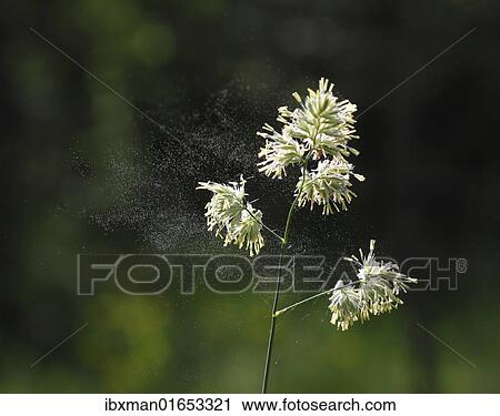 "Cocks Foot or Orchard Grass (Dactylis glomerata) with flying pollen, Germany, Europe" View Large Photo Image Stock Image - "Cocks Foot or Orchard Grass (Dactylis glomerata) with flying pollen, Germany, Europe". Fotosearch