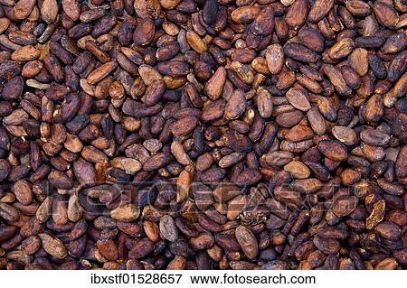"Cocoa beans, La Maison du Cacao, Pointe-Noire, west coast of Basse-Terre, Guadeloupe, French Antilles, Lesser Antilles, Caribbean, North America" View Large Photo Image Stock Photo - "Cocoa beans, La Maison du Cacao, Pointe-Noire, west coast of Basse-Terre, Guadeloupe, French Antilles, Lesser Antilles, Caribbean, North America". Fotosearch