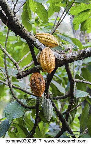 "Cocoa tree (Theobroma cacao) with yellow cocoa fruits, Spice Garden, Kumily, Kerala, India, Asia" View Large Photo Image Stock Photo - "Cocoa tree (Theobroma cacao) with yellow cocoa fruits, Spice Garden, Kumily, Kerala, India, Asia". Fotosearch
