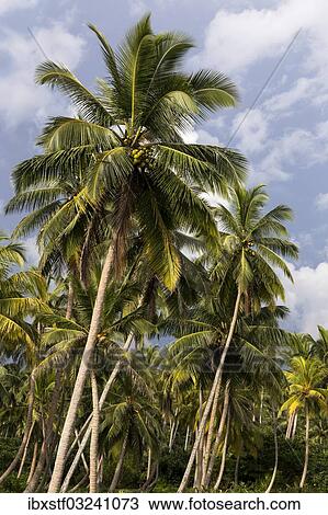 Stock Image - "Coconut grove, nahe Ambalangoda, Westkuste, Sudprovinz, Sri Lanka, Asia". Fotosearch