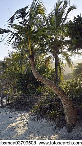"Coconut Palm (Cocos nucifera), Lopes Mendes beach, Ilha Grande, State of Rio de Janeiro, Brazil, South America" View Large Photo Image Stock Photo - "Coconut Palm (Cocos nucifera), Lopes Mendes beach, Ilha Grande, State of Rio de Janeiro, Brazil, South America". Fotosearch