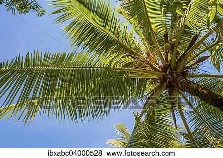 "Coconut Palm (Cocos nucifera), Sulawesi, Indonesia, Asia" View Large Photo Image Stock Photo - "Coconut Palm (Cocos nucifera), Sulawesi, Indonesia, Asia". Fotosearch